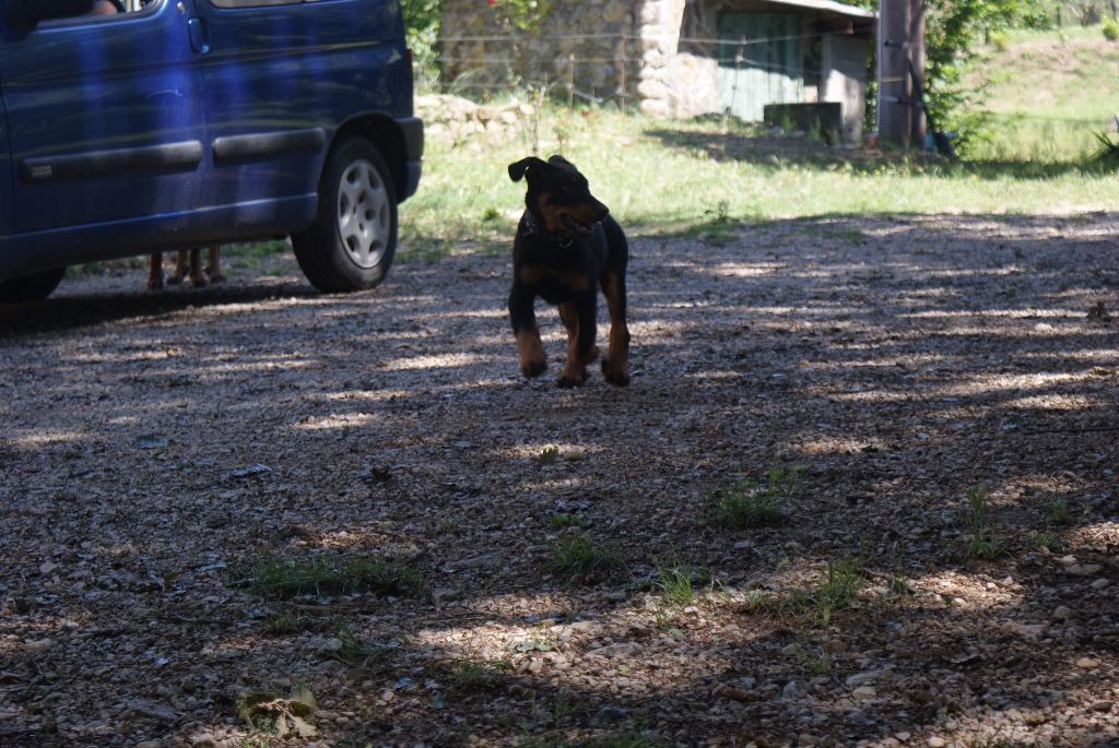 Fiona des Templiers de Montfort et Celtic