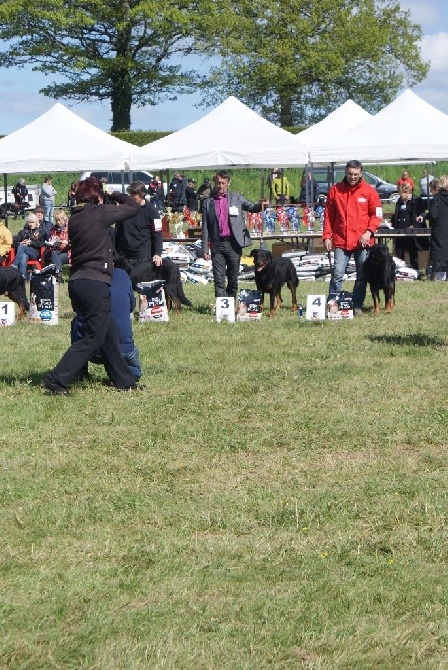 chiots disponible a l'elevage des Templiers de Montfort