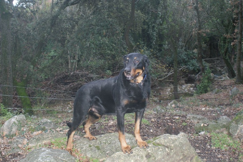 Celtic"des Templiers de Montfort"Rec (4) NE pere des chiots2013 /2016